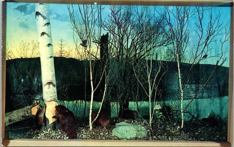 Beaver Diorama Life Size Habitat Museum Science Boston Postcard UNP VTG Unused 