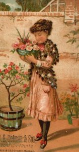 D.E Colman & Son Foreign Fruits Adorable Victorian Girl Picking Roses Lovely P49