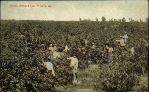 Atlanta Georgia GA Peach Orchard Fruit Pickers c1910 Postcard