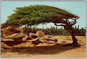 Vintage Aruba Divi-Divi Tree Postcard by Dexter Press 1960s Litho C12