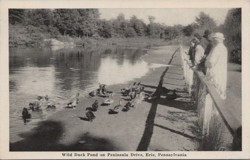 Postcard Wild Duck Pond on Peninsula Drive Erie PA 1942