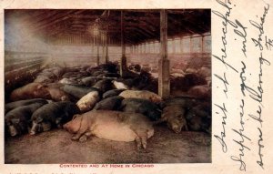 Pigs Contented and Home in Chicago,IL