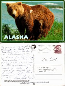 Alaska Brown Bear (33152