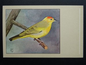 Bird Theme COMMON SAFFRON FINCH c1950s Postcard by P. Sluis Series 6 No.65