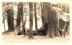 RPPC Crater of An Ancient Giant BIG BASIN, CA Santa Cruz c1930s Vintage Postcard