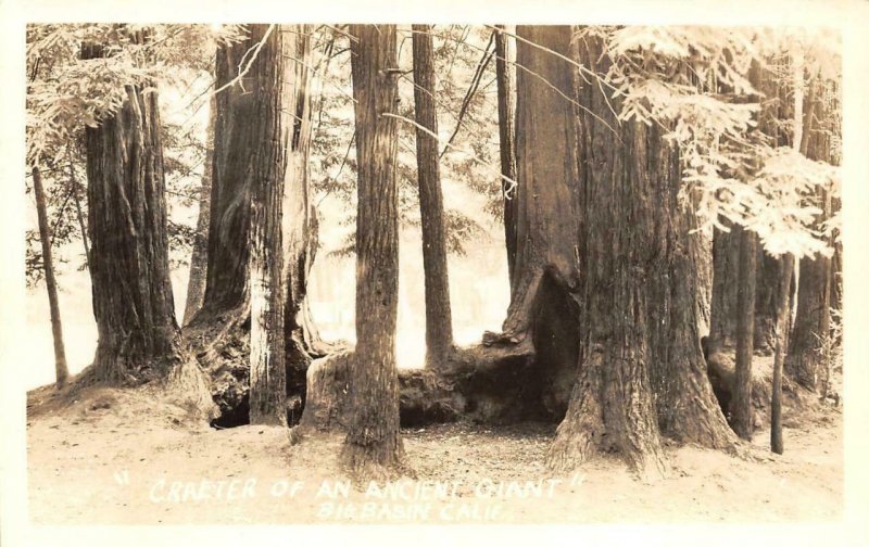 RPPC Crater of An Ancient Giant BIG BASIN, CA Santa Cruz c1930s Vintage Postcard