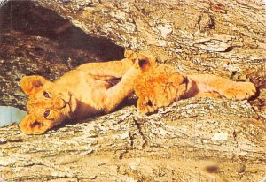 Lion Cubs Writing on back 