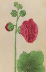 Hollyhock Alcea Rosea 17th Century Italian Flower Painting Postcard