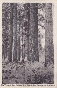 California San Bernardino Mountains Big Timber Bear Valley Albertype