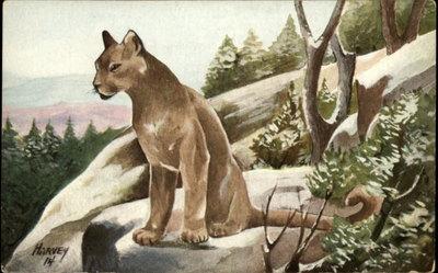 Mountain Lion or Cougar Artist Signed Harvey c1910 Postcard