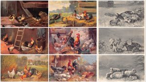 Domestic Animals Farm Life Lamb Pigs Chicken etc lot of 9 postcards B893
