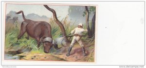 TC: White Hunter Aiming Rifle at Ox in Jungle, 1880-90s