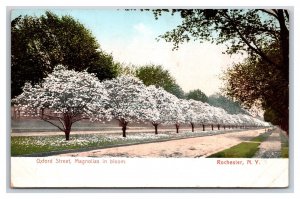 Oxford Street View Magnolias in Bloom Rochester New York NY UNP UDB Postcard H22