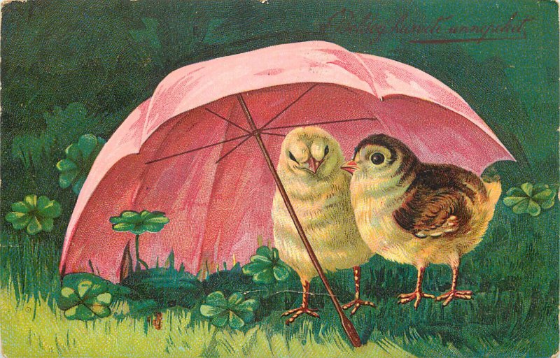 Lovely drawn chicke under umbrella luck shamrocks greetings postcard, Hungary