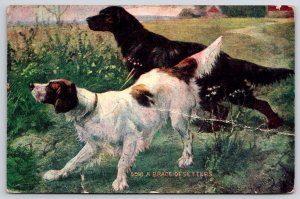 A Brace Of Setters Dogs In The Wild White And Brown Thick Fur Animal  Postcard