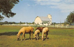 Palomino Mare And Colt Horses Unused 