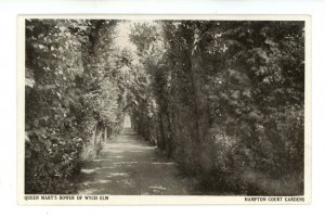 UK - England, Hampton Court Palace, Queen Mary's Bower of Wych Elm