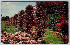 Rose Garden, Roger Williams Park, Providence, Rhode Island, Vintage Postcard #1