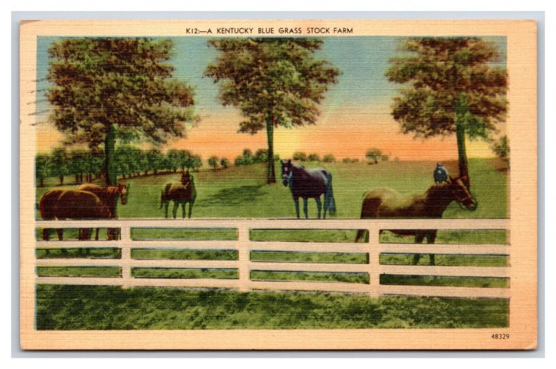Kentucky Blue Grass Horse Stock Farm Linen Postcard J19