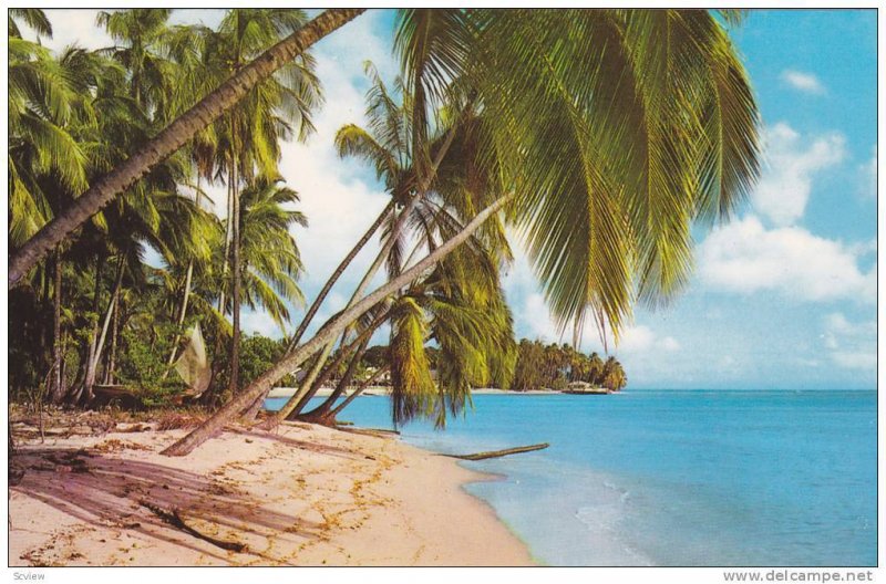 Coconut Palms On A West Coast Beach, Barbados, West Indies, 1950-1960s