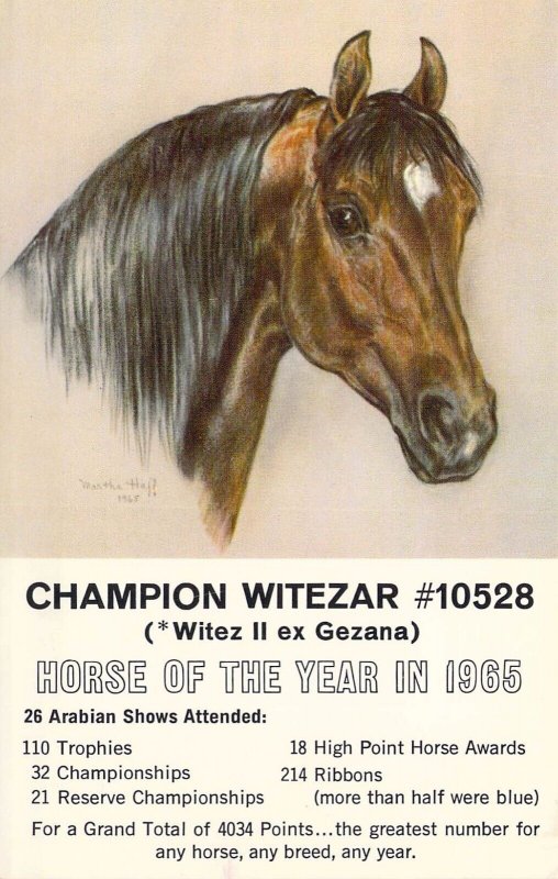 Champion Witezar Horse Of The Year In 1965  Advertising Back* Not A Postcard 