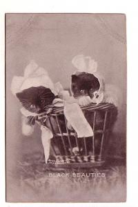 Two Kittens Wearing Bonnets, Black Beauties, 1902 Cedullar, Sheahan Cats