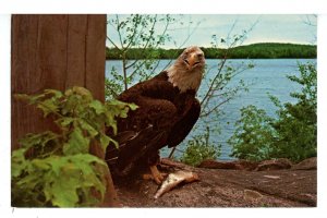 Birds - Bald Eagle