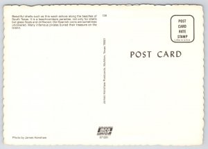 Southern Texas~Conch Shell Washed Up on Beach~Continental Postcard 