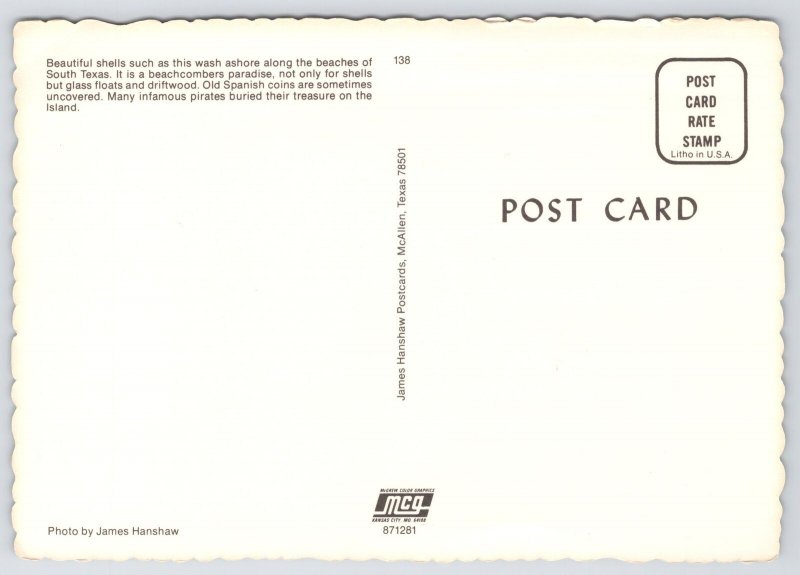 Southern Texas~Conch Shell Washed Up on Beach~Continental Postcard 