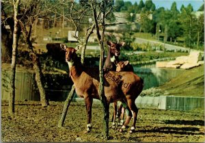 Nilgai Antelope Country House Zoo Madrid Postcard PC319