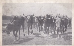 Nebraska North Platte Scene Showing Buffalo Bill Roundup Texas Longhorns 1937