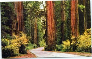 Avenue of Giants Parkway, Redwood Highway US 101 California postcard