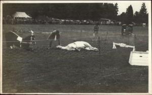 Circus or Carnival Horse & Camel? Animals BUILITH WELLS STUDIO RPPC WALES