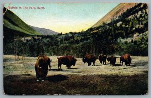 Postcard Banff Alberta c1910s Buffalo In The Park W. G. MacFarlane