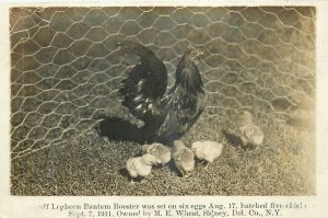1911 Sidney New York  Leghorn Bantam Rooster animals RPPC Postcard 25-11599