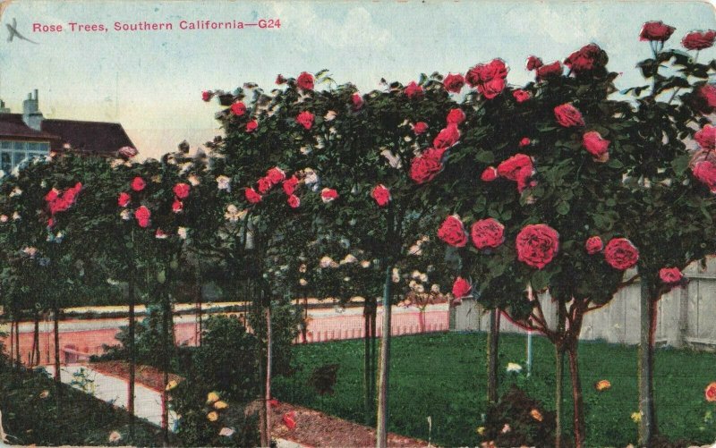 Postcard Rose Trees Southern California 