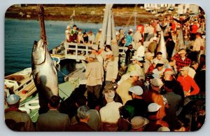 Tuna Cup Match  Nova Scotia  Canada  Giant Bluefin  Postcard  1962