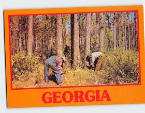 Postcard Turpentining in Dixie Gathering of Pine Gum or Resin Georgia USA