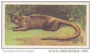 Brooke Bond Vintage Trade Card Wildlife In Danger 1963 No 8 Fossa