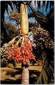 VINTAGE CONTINENTAL SIZED POSTCARD THE DATE PALM FRUIT OF JAMAICA 1970s