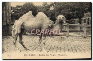 Old Postcard Paris Garden plants Camel
