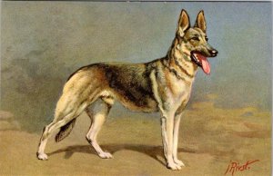 J Rivst~  ALSATIAN WOLFHOUND German Shepherd Dog  STEHLI Artist Signed  Postcard