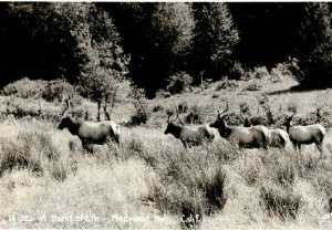 Vintage RPPC Herd of Elf Redwood Highway, CA Postcard P87
