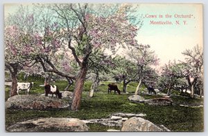 Monticello NY Handcolored Holstein-Friesian & Ayrshires Orchard Cattle~Thompson