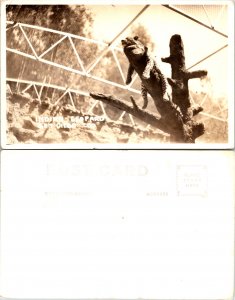 San Diego Zoo (15154