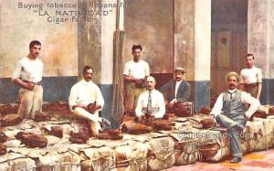 Buying Tobacco in Havana for La Natividad, Cigar Factory Smoking Unused 