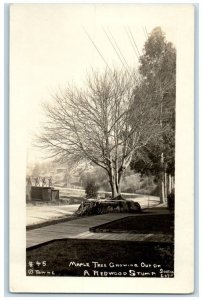 c1918 Maple Tree Redwood Stump Towne Scotia California CA RPPC Photo Postcard