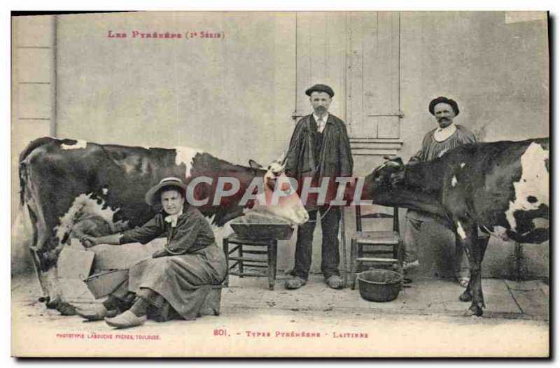 Old Postcard Folklore Pyrenees Dairy Cow TOP