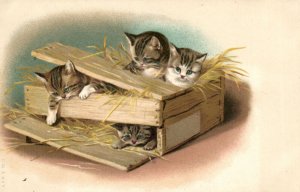 PC CATS, FOUR CATS IN A BOX FULL OF HAY, Vintage LITHO Postcard (b47230)