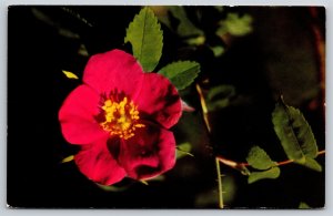 Flowers~Red Arctic Flower From Alaska Brier~Vintage Postcard